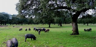 Estudo da Universidade de Évora comprova que Montado beneficia linhas de água