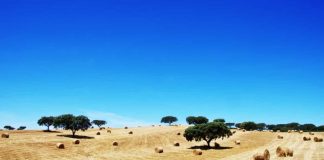 Associação ambientalista Zero denuncia destruição de flora ameaçada no Alentejo