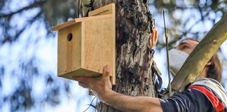Câmara de Setúbal instala caixas-ninho para monitorizar aves no estuário do Sado