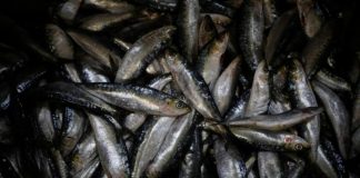Preço médio do pescado sobe 15% em 2022