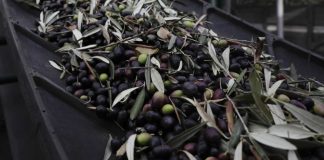 Universidade de Évora cria dispositivos contra uma das maiores pragas do olival