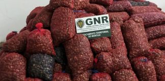 Mais de duas toneladas de amêijoa apreendidas no Samouco