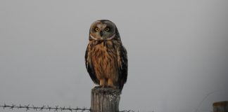 Setúbal promove webinar sobre as aves de rapina noturnas visíveis na região