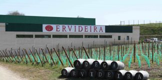 Adega Ervideira lança primeiro azeite com produção tradicional de Portel