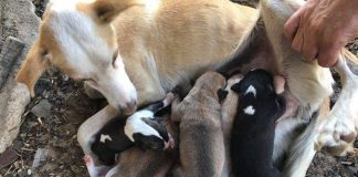 Executivo de Alcácer do Sal renova apoio à Associação Focinho’s