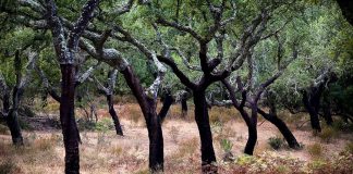 Odemira promove palestra sobre “Restauração do Ecossistema Montado de Sobro”