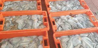 GNR apreende em Odemira 130 quilos de polvo vulgar por fuga à lota