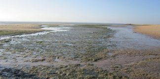 Entidades do Porto de Setúbal negam poluição no rio Sado devido às dragagens