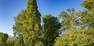 Barreiro vai plantar 300 árvores na Avenida da Liberdade