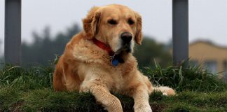 Setúbal adere à campanha do Observatório para a Defesa dos Animais e Interesses Difusos