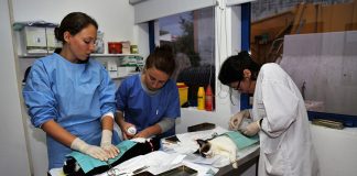 Grândola no 1.º lugar distrital pelo trabalho no âmbito das campanhas CED e esterilizações