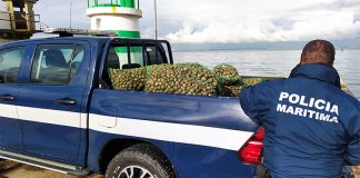 Polícia Marítima apreende cerca de 630kg de amêijoa “pé-de-burro” em Almada