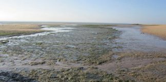 ICNF e APA garantem que danos causados por dragagens no Sado são “reversíveis”