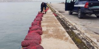 Apanha da amêijoa-japonesa está proibida mas atrai centenas ao Tejo