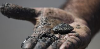 Desmanteladas redes internacionais de captura ilegal de amêijoa no Tejo