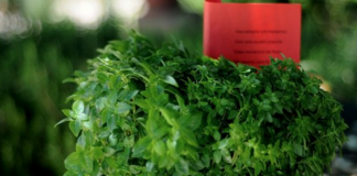 Almada promove Concurso de Quadras Populares 2021