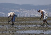 Deputados do PS querem estratégia para resolver apanha ilegal de bivalves no Tejo