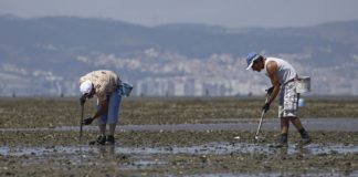 Deputados do PS querem estratégia para resolver apanha ilegal de bivalves no Tejo