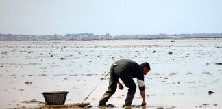 Ministro do Mar diz ser difícil identificar abusos laborais na apanha de bivalves
