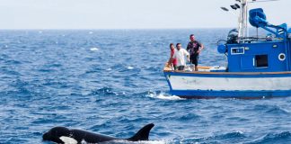 Orcas fazem perigar embarcações ao largo de Sesimbra