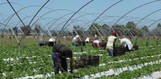 ACT fiscaliza exploração agrícola em Beja com 68 trabalhadores de 10 nacionalidades