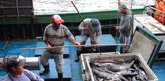 Arte da captura de peixe-espada preto chegou a Sesimbra pelas mãos de um madeirense