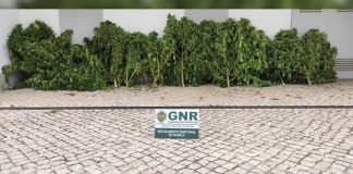 GNR apreende oito pés de canábis em Palmela
