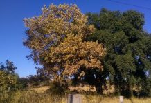 ICNF está a avaliar problemas sanitários em carvalhos-negrais no Alentejo