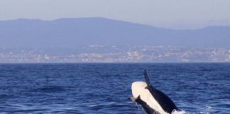Grupo de orcas ataca veleiro em Sesimbra