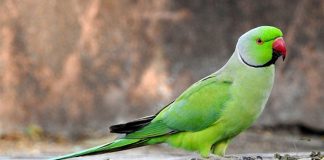 Cidade sadina adere à campanha de monitorização de periquitos-de-colar