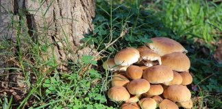 Concelho da Vidigueira promove Trilho dos Cogumelos