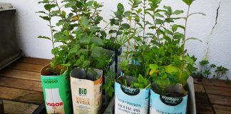 Árvores autóctones são plantadas em Azeitão