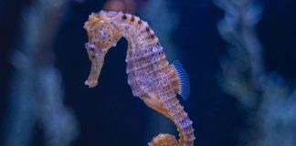 Projeto para identificar e salvar cavalos marinhos avança no Sado