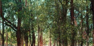 Mata Nacional da Machada encerrada até quarta-feira