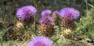 U.Évora participa de projeto que promove inovação dos queijos que usam flor de cardo