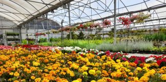 Montijo é a zona do país com maior concentração de estufas