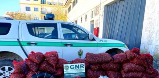 GNR apreende 885 quilos de amêijoa-japonesa em Alcochete