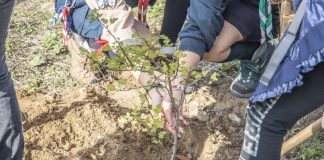 Palmela dá passos firmes na recuperação da área ardida em julho