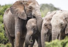 Santuário no Alentejo deve receber segundo elefante em novembro