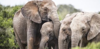 Santuário para elefantes projetado para Alandroal e Vila Viçosa