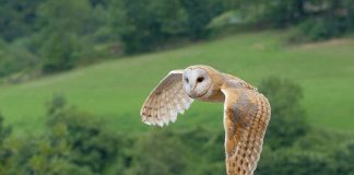 População de coruja-das-torres em Portugal alvo de primeiro censo nacional
