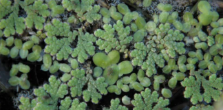 Espécies invasoras ameaçam equilíbrio no Sado