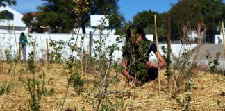 Escola pioneira com floresta Miyawaki em Évora ganha “oásis” de biodiversidade