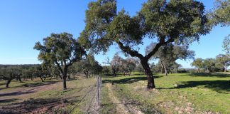 Associação entrega providência para impedir abate de sobreiros em Sines