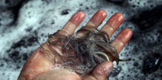 Negócio do meixão rende milhões a redes criminosas