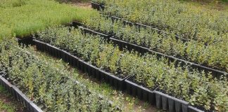 Santiago do Cacém plantou seis mil árvores este ano