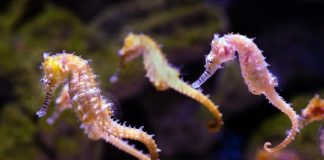 Cavalos-marinhos resgatados em 2022 na Trafaria já foram devolvidos à natureza