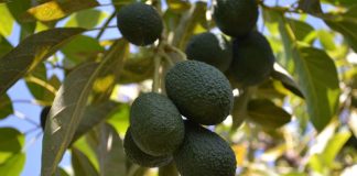 Chumbado projeto reformulado de pêra-abacate em Alcácer do Sal