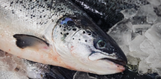Salmão e bacalhau da Noruega “made in Sines”