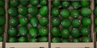 Colômbia apreende 1,7 toneladas de cocaína em abacates com destino a Setúbal